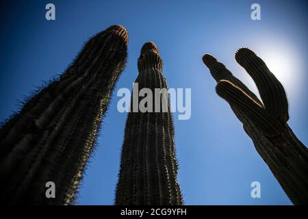 Cactus gigante mexicano, Pachycereus pringlei, cardón gigante mexicano o cactus elefante, especie de cactus nativa del noroeste de México en los estados Foto de stock