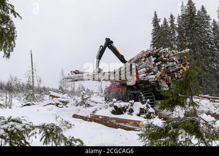 Cosecha de madera Sustentable en Noruega durante el invierno Foto de stock