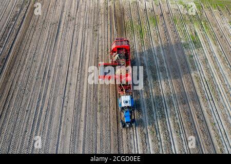La cosechadora de patatas pasa por el campo. Fotografía aérea de un drone. Foto de stock
