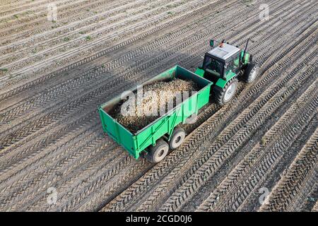 el tractor saca las patatas excavadas del campo. Fotografía aérea de un drone. Foto de stock