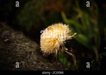 Vista de cerca de una cabeza de flor seca de un globo de alcachofa (Cynara cardunculus) planta Foto de stock