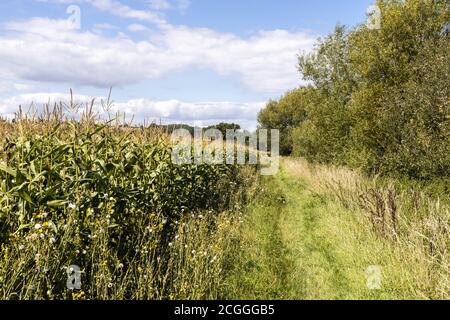 Un sendero entre un campo de maíz y el río Severn cerca de la aldea Severn Vale de Maisemore, Gloucestershire, Reino Unido Foto de stock