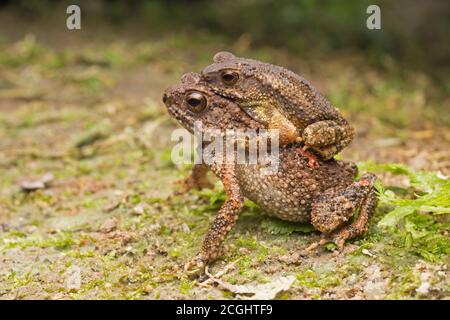 Corriente menor Toad, Ingerophrynus parvus Foto de stock