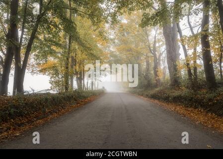 Camino de campo bordeado de árboles vacíos en una niebla otoño mornig Foto de stock