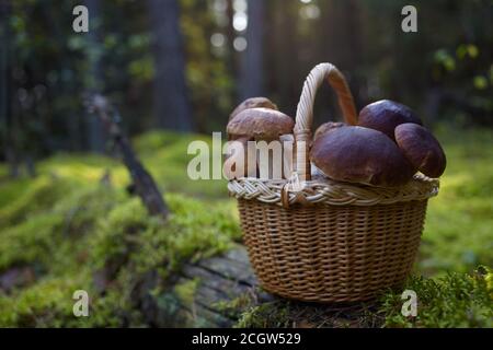 Mashrooms Boletus en cesta de mimbre en el bosque. Mashrooms de comida orgánica. Foto de stock