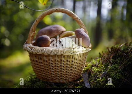 Mashrooms Boletus en cesta de mimbre en el bosque. Mashrooms de comida orgánica. Foto de stock