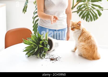 Propietario scolding gato por volteado Houseplant en la mesa Foto de stock