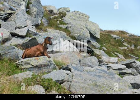 Cabra hembra marrón con una campana, descansando sobre una roca. Foto de stock