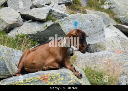 Cabra hembra marrón con una campana, descansando sobre una roca. Foto de stock