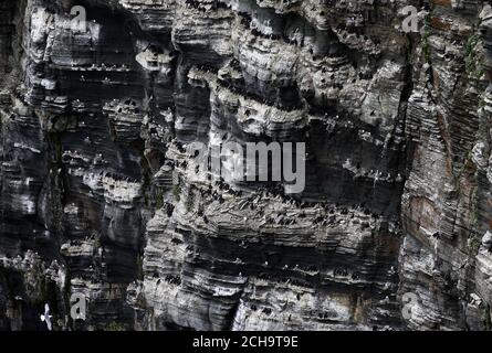 Aves marinas a lo largo del acantilado se encuentra por encima del mar En Marwick Head en Orkney