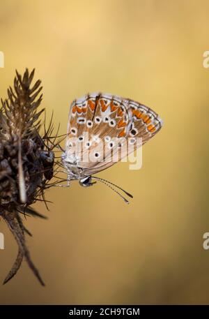 Sur de brown argus, Aricia cramera, mariposas, Andalucía, España.