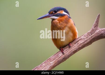 río Kingfisher (Alcedo atthis), encaramado en una rama en busca de peces, Suiza Foto de stock