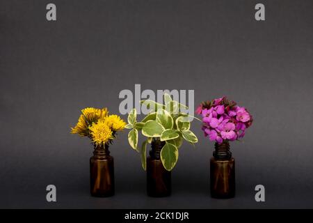 Tres pequeños racimos de diente de león, flores de pared y hojas de periwinkles de hoja grande Foto de stock