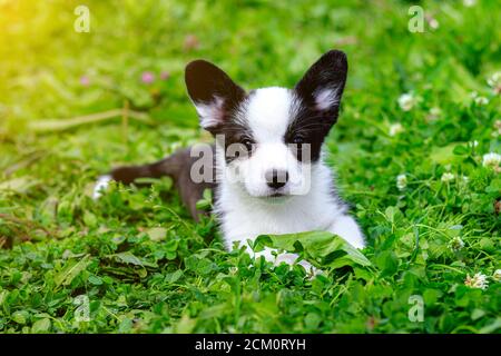 El cárdigan de Corgi galés del cachorro está acostado en la hierba. Una mascota. Un hermoso perro de pura sangre. El concepto de la obra de arte para materiales impresos. Artículo sobre