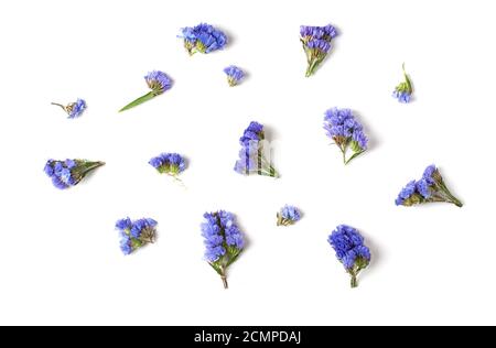 Brotes de flores azules. Mezcla de elementos individuales sobre un fondo blanco. Aislado. Foto de stock