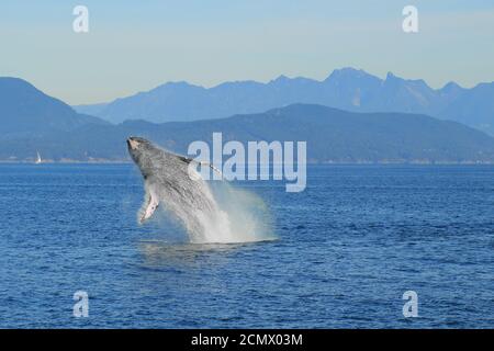 Una ballena jorobada también conocida como Megaptera novaeangliae en el Mar Salish cerca de Vancouver, British-Columbia, Canadá. Foto de stock