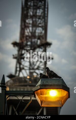 Pigeons y Nagoya TV Tower silueta que se detiene en la calle iluminación Foto de stock