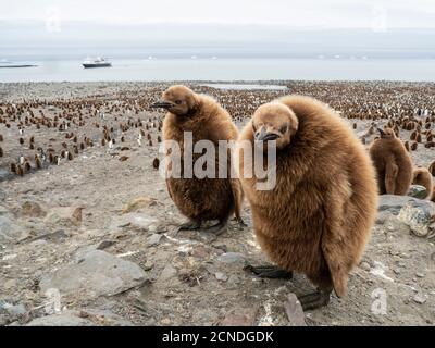 Los polluelos de los pingüinos de rey (Aptenodytes patagonicus) llamados Okum Boys en Gold Harbor, Georgia del Sur, Regiones polares Foto de stock