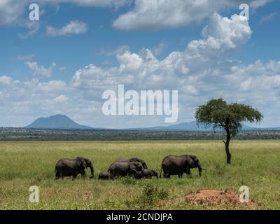 Una manada de elefantes de monte africanos (Loxodonta africana), Parque Nacional Tarangire, Tanzania, África Oriental, África