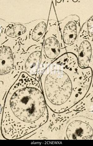 . El desarrollo de la pollera; una introducción a la embriología . coelom
