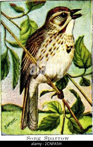 . El libro de aves, ilustrando en colores naturales más de setecientas aves norteamericanas, también varios cientos de fotografías de sus nidos y huevos.