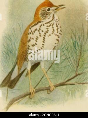 . El libro de aves, aves comunes de la ciudad y el país y aves de caza americanas. «;,. Foto de stock