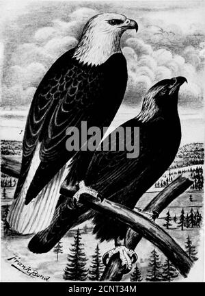 Verdadero águila Imágenes de stock en blanco y negro - Alamy