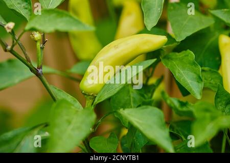 Pimienta española (Capsicum annuum), frutos, maduros, primeros planos Foto de stock