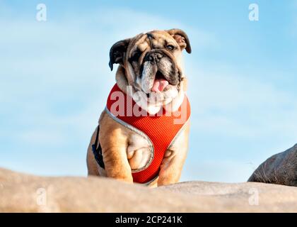 Cachorro de Red Inglés Bulldog en arnés rojo para un paseo de pie sobre la piedra contra el cielo azul