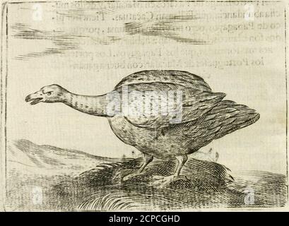 . Gobierno general, moral, y político : hallado en las aves mas generales y nobles : sacado de sus naturales virtudes y propiedades . T 3 PRO- 294- PROPIEDADES PEL ANSARÓN.. LIBRO TREZE. CAPITVLO LV- QVIVOCAN AlAnfaronconelPato,yel Ganfo. Es conílantequeel Anfaron esmas gjnerofo Paxaro,y mas noble ; aísi en - la corpulencia del cuerpo,como en lo blá-co,yhermoíbaelapUiaw.el Anfaron Bueu remonta-