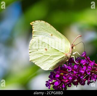 Brimstone Butterfly sobre las flores de un arbusto buddleia