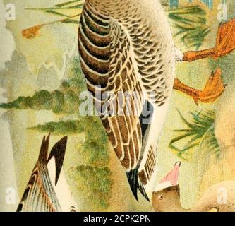 . Atlante ornitologico : uccelli europei : con notizie d'indole generale e particolare . V. &• / V Foto de stock