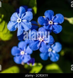Grupo de flores azules (Myositis) también llamado Forget-me-Not, closeup, y vista superior Foto de stock