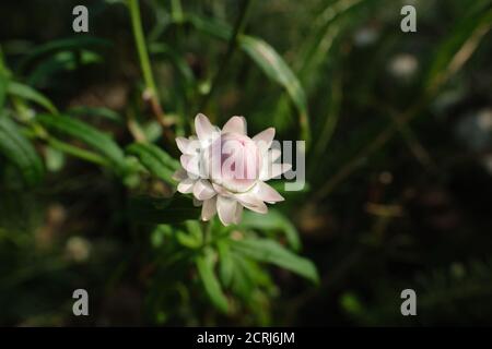 Primer plano de flor Xerochrysum bracteatum flor aka dorado eterno o. flor de paja Foto de stock