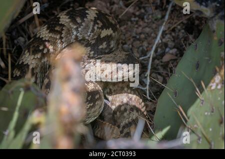 Este de cola negra Rattlesnake, (Crotalus ornatus), Sandia montañas, Nuevo México, EE.UU. Foto de stock
