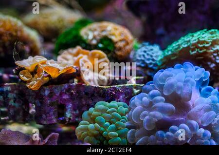Escena del increíble acuario de arrecifes de coral de agua salada de colores