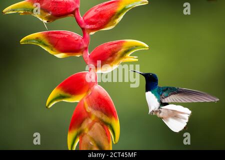 Jacobino de cuello blanco (Florisuga mellivora aka Collado colibrí) Boca tapada, Provincia de Alajuela, Costa Rica Foto de stock