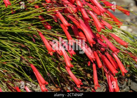 Russelia equisetiformis Firecracker Plant