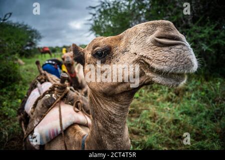Safari en camello en Sosian Ranch, condado de Laikipia, Kenia
