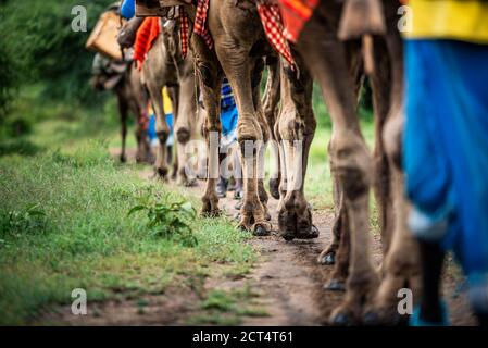 Safari en camello en Sosian Ranch, condado de Laikipia, Kenia
