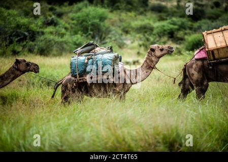 Safari en camello en Sosian Ranch, condado de Laikipia, Kenia