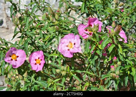 Roca rosa Cistus incanus flores creciendo en la naturaleza. Foto de stock