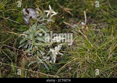 Un grupo de Edelweiss blanco en el prado (Marche, Italia, Europa) Foto de stock