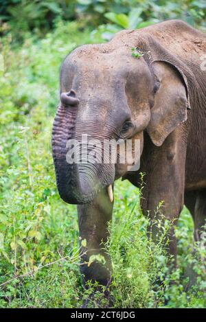 Elefantes en el Parque Nacional de Minneriya, Sri Lanka, Asia Foto de stock