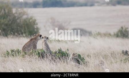 una madre de guepardo y un cachorro de la presa en la sabana de la reserva nacional de masai mara en kenya, áfrica Foto de stock