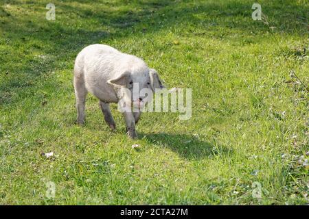 Rumania, Transilvania, Salaj, cerdo doméstico, Sus scrofa domestica, Free Range Foto de stock