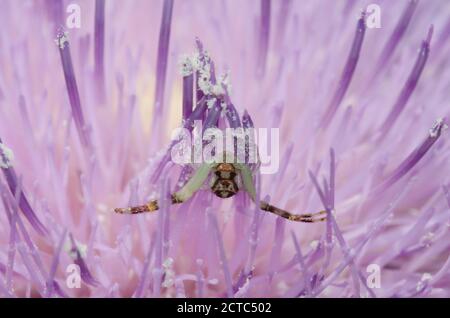 Araña de cangrejo, Mecaphesa sp., al acecho en Thistle alto, Cirsium altissimum Foto de stock