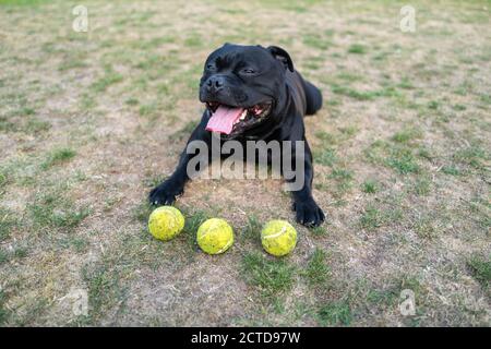 Tenis bull hot sale terrier