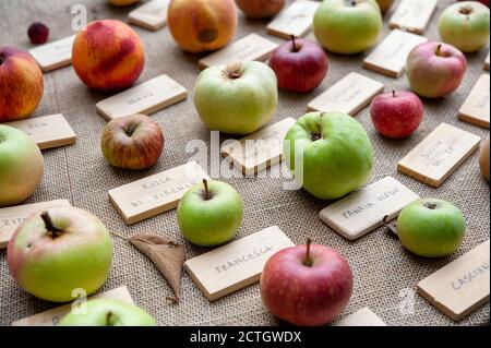 Diferentes especies de manzanas, sobre una mesa. Variedad de frutas y concepto de diversidad biológica. Foto de stock