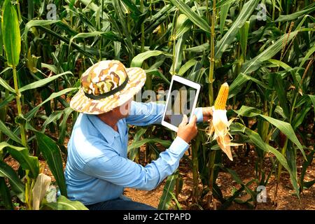 Los agricultores mayores asiáticos usan una tableta para tomar fotografías de los campos de maíz para un análisis posterior en el laboratorio. Foto de stock